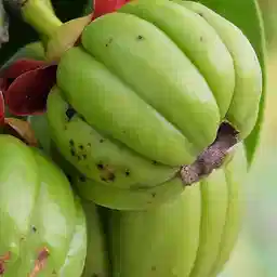 Garcinia