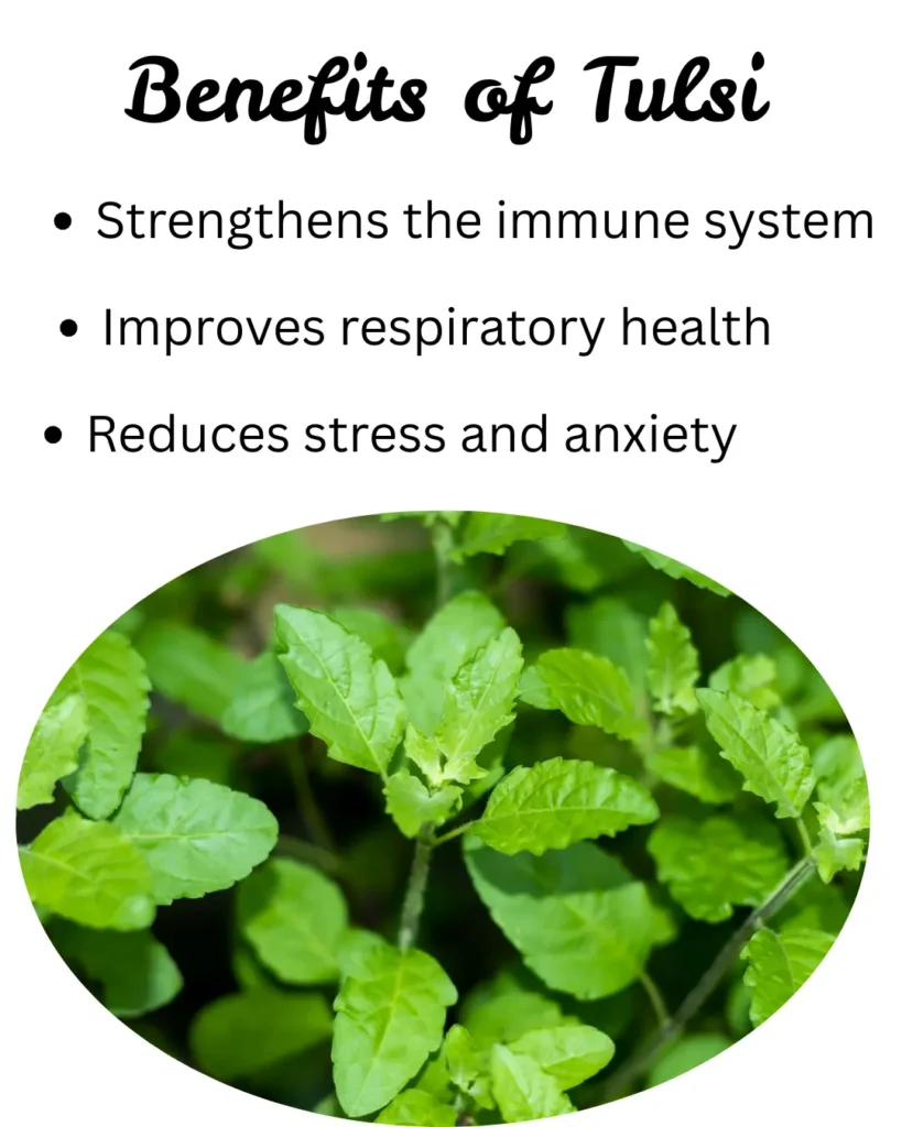 Benefits Of Tulsi